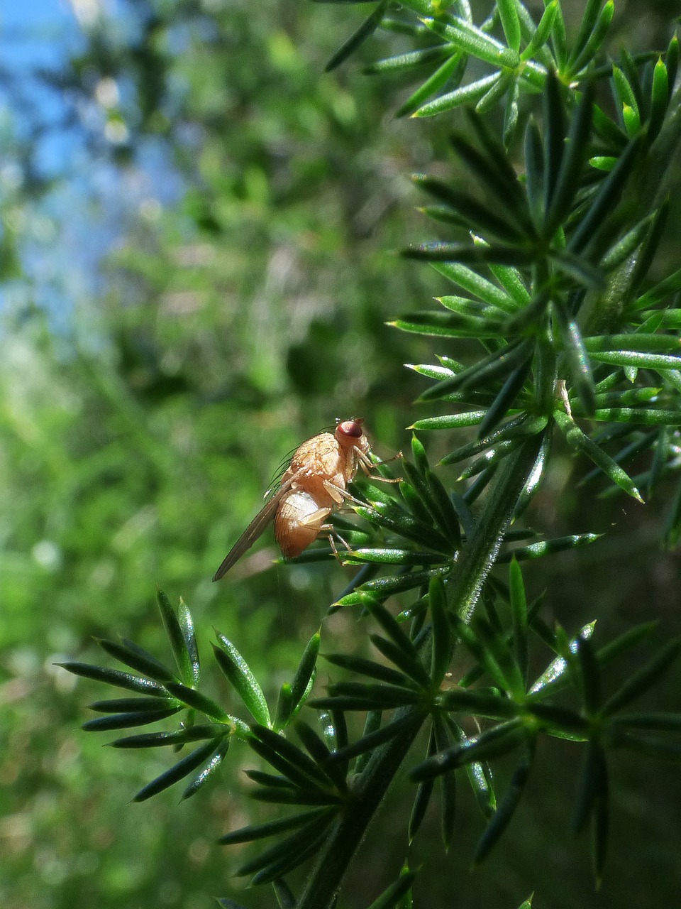 fruit fly ceratitis capitata diptera free photo