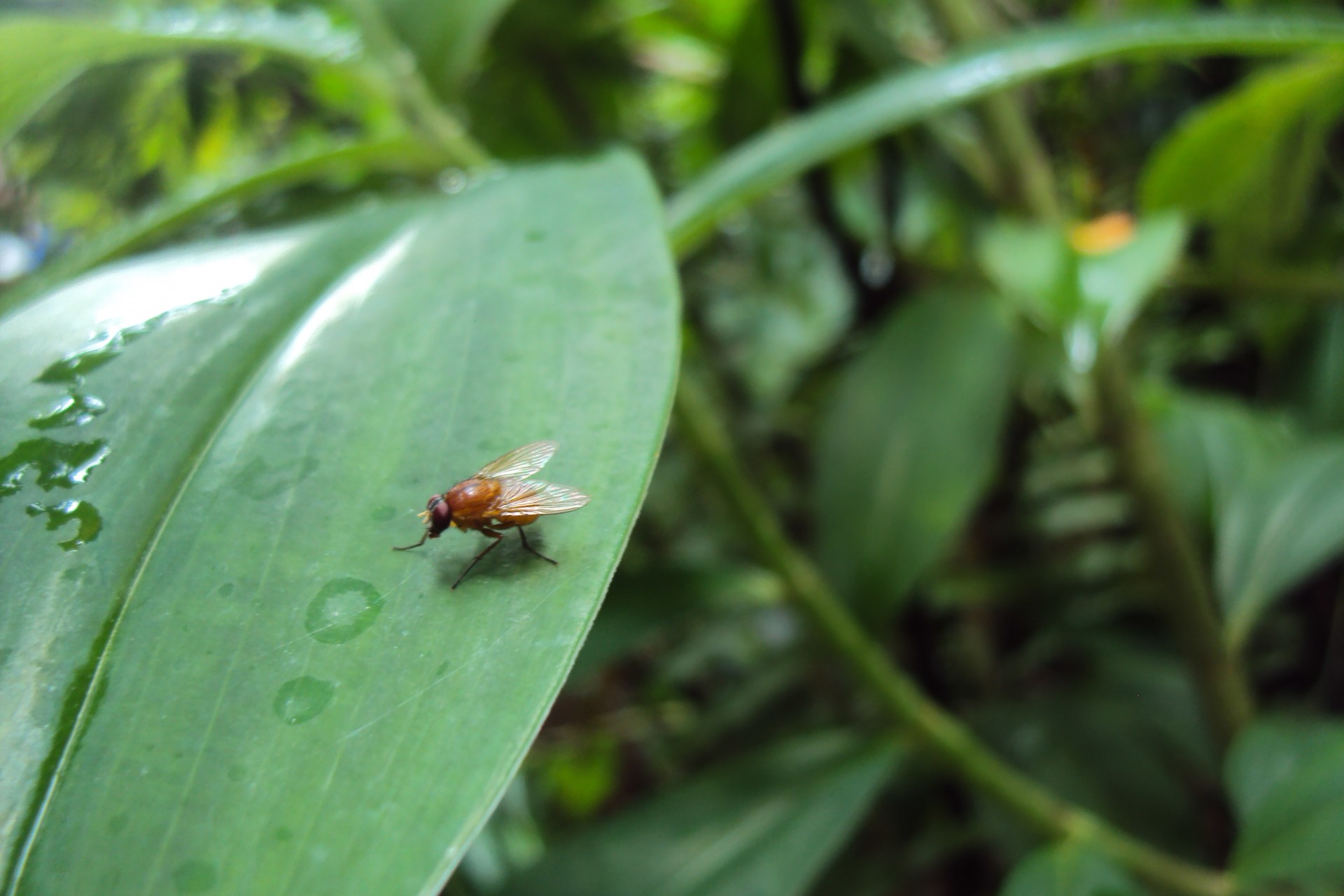 fruit fly green free photo