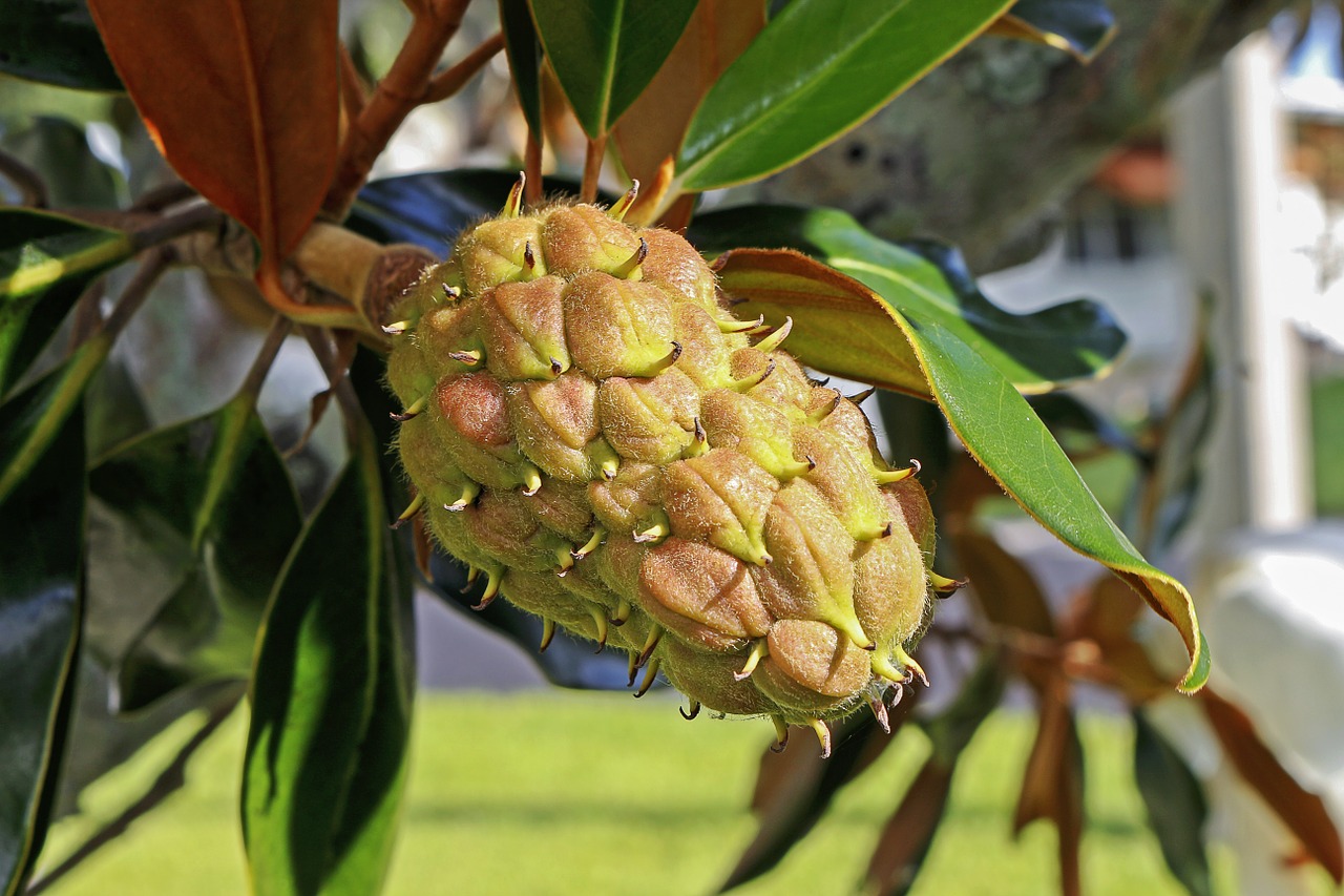 fruit magnolia pineapple seed tree free photo