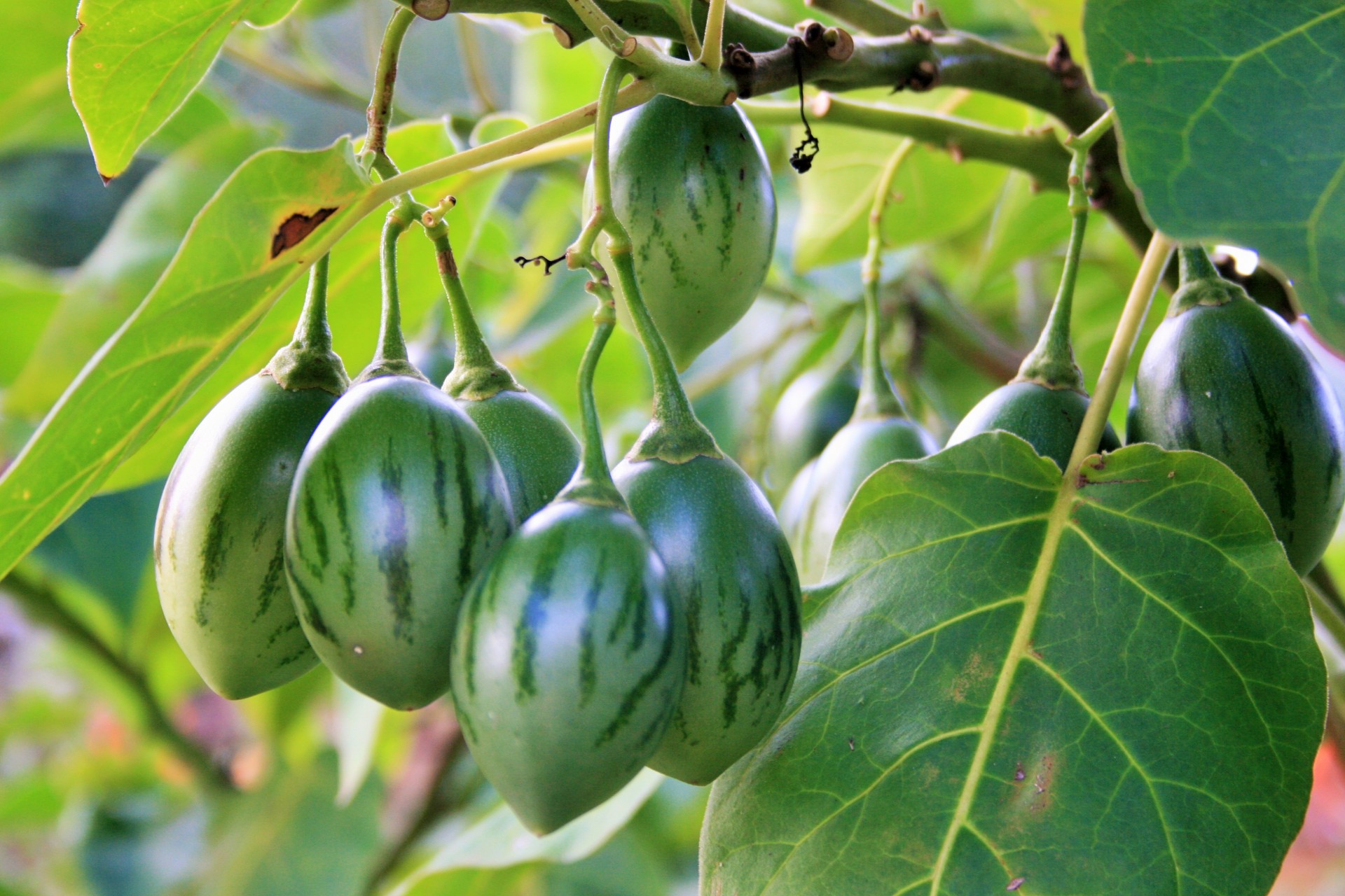 fruit tree tomato green free photo