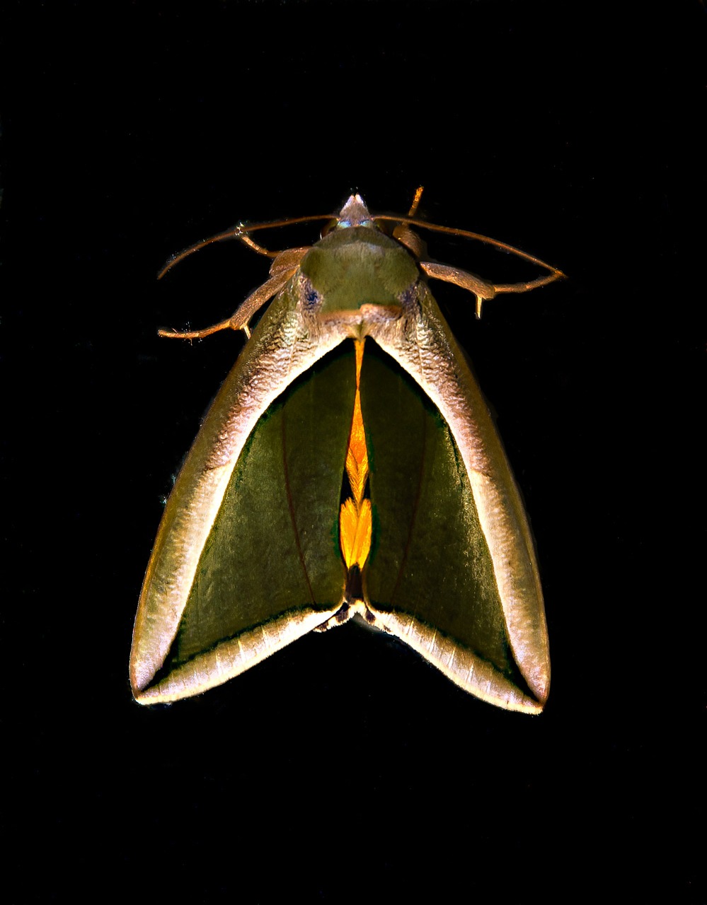fruit piercer moth moth green free photo