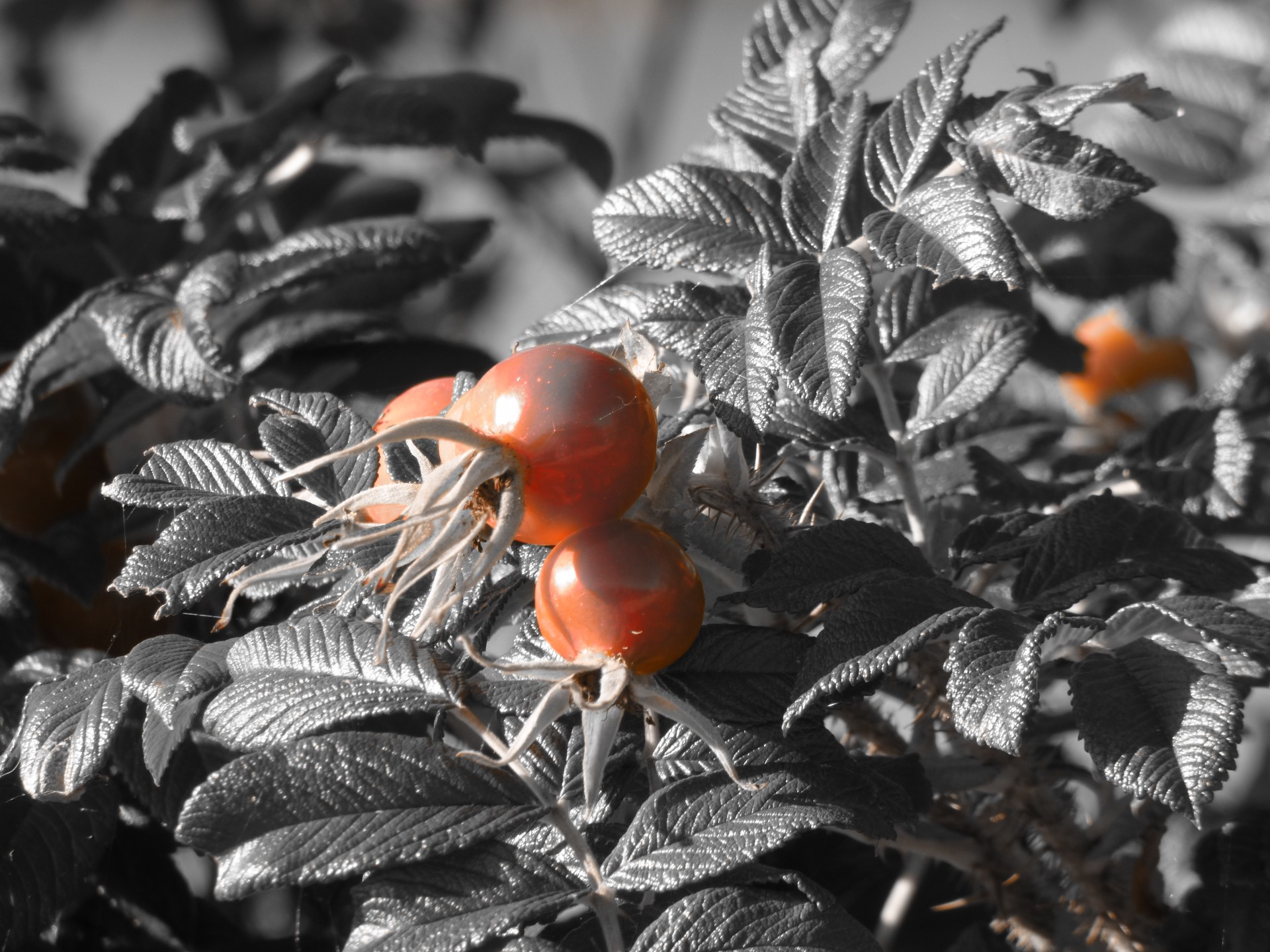 fruit red plant free photo