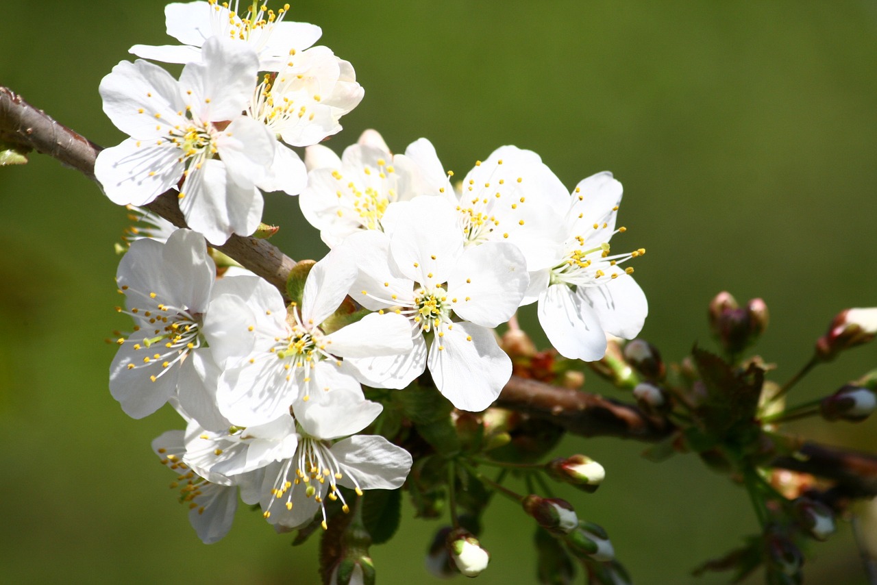 fruit tree flowers spring free photo