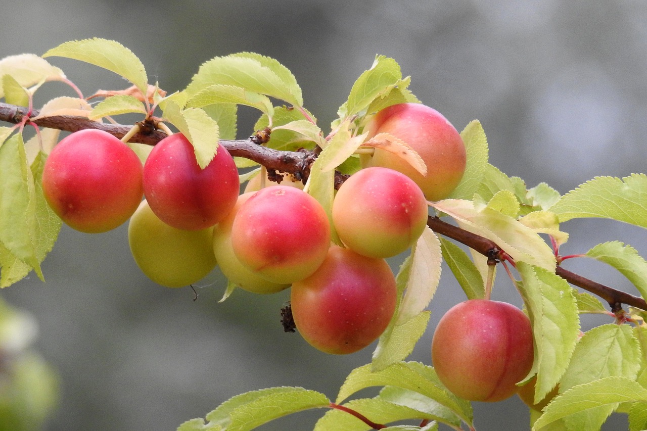 cherry plum yellow plums fruit tree free photo