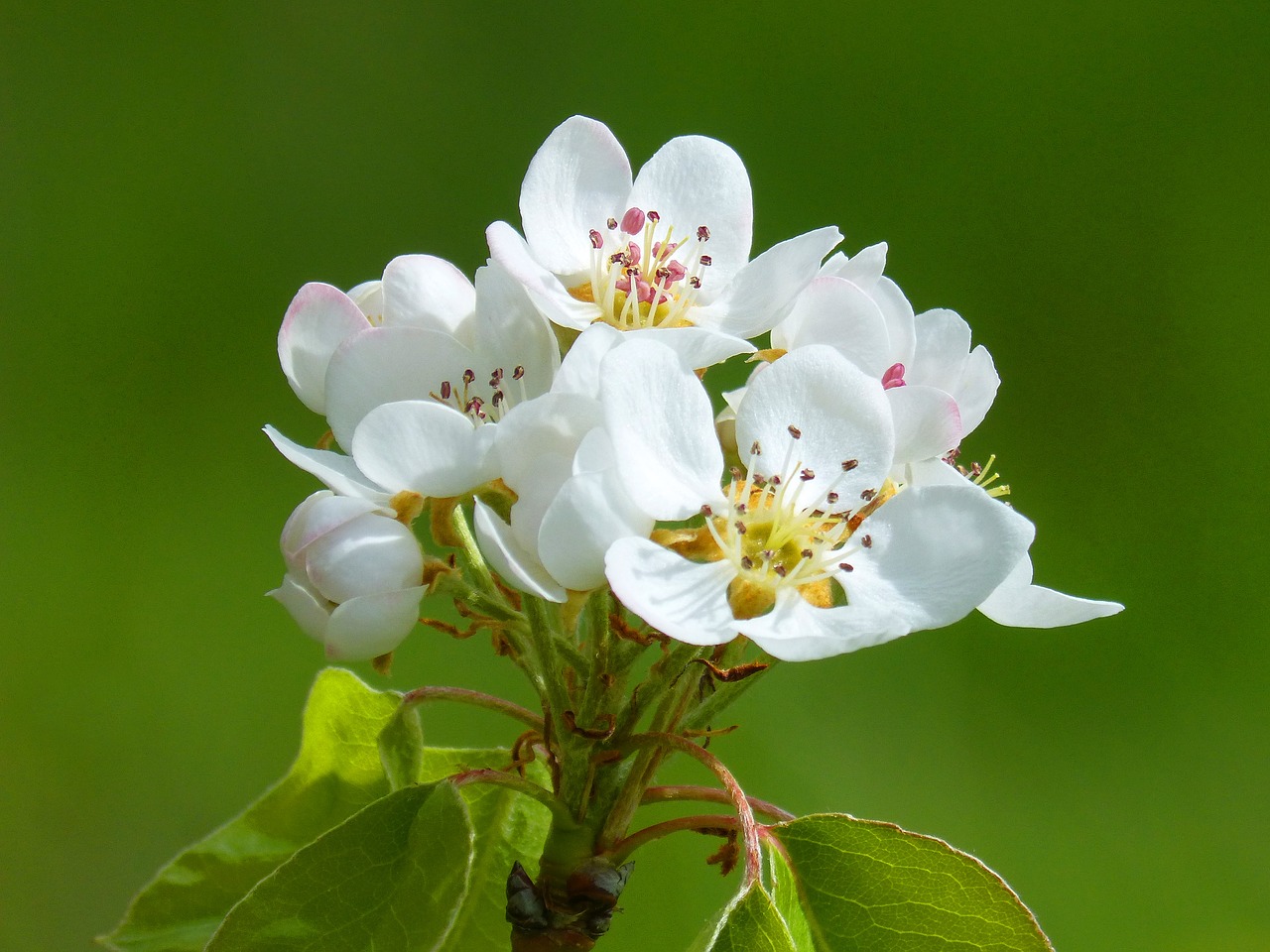 fruit tree flowering tree apricot free photo