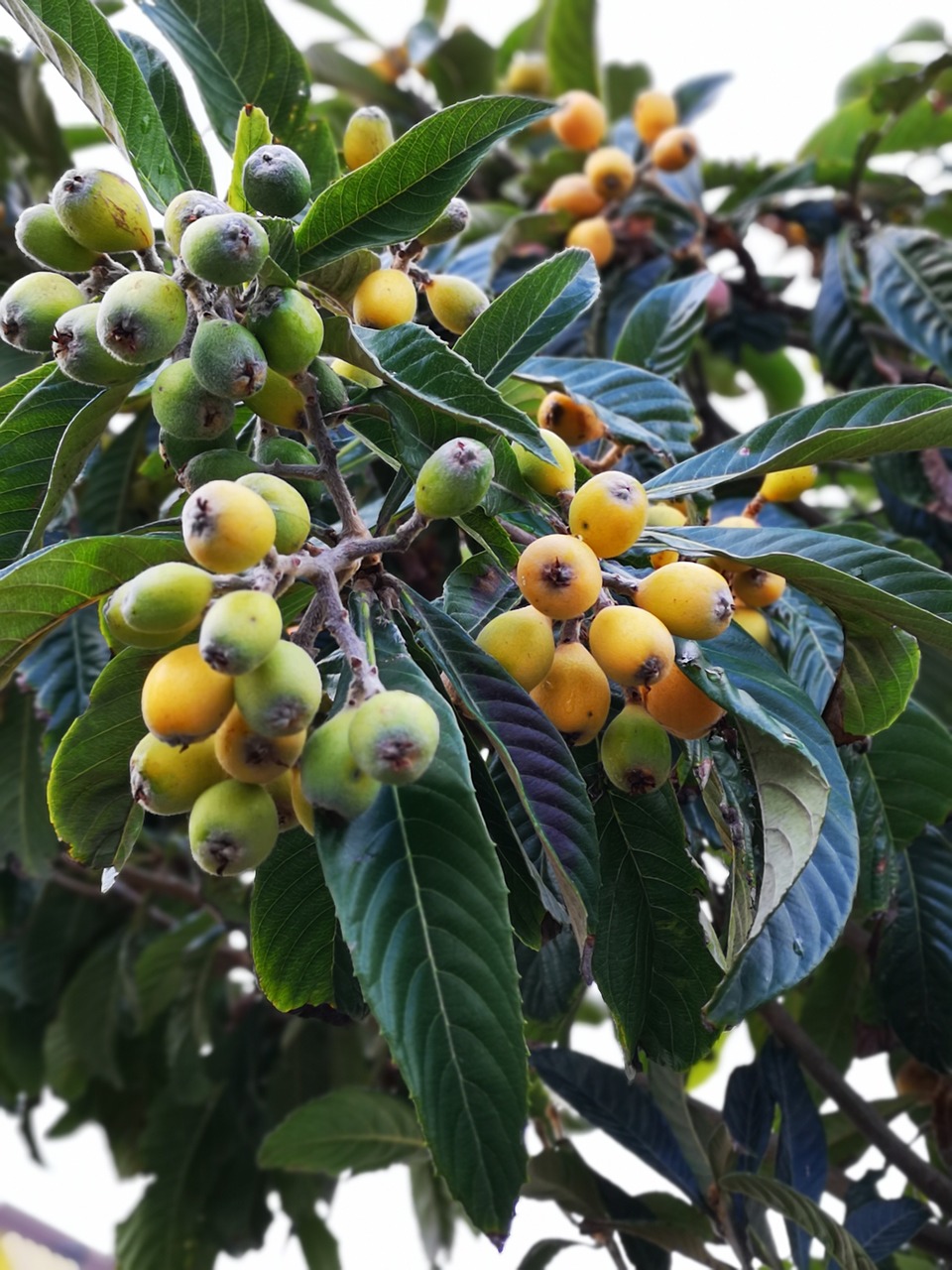 fruit tree  luquats  edible free photo