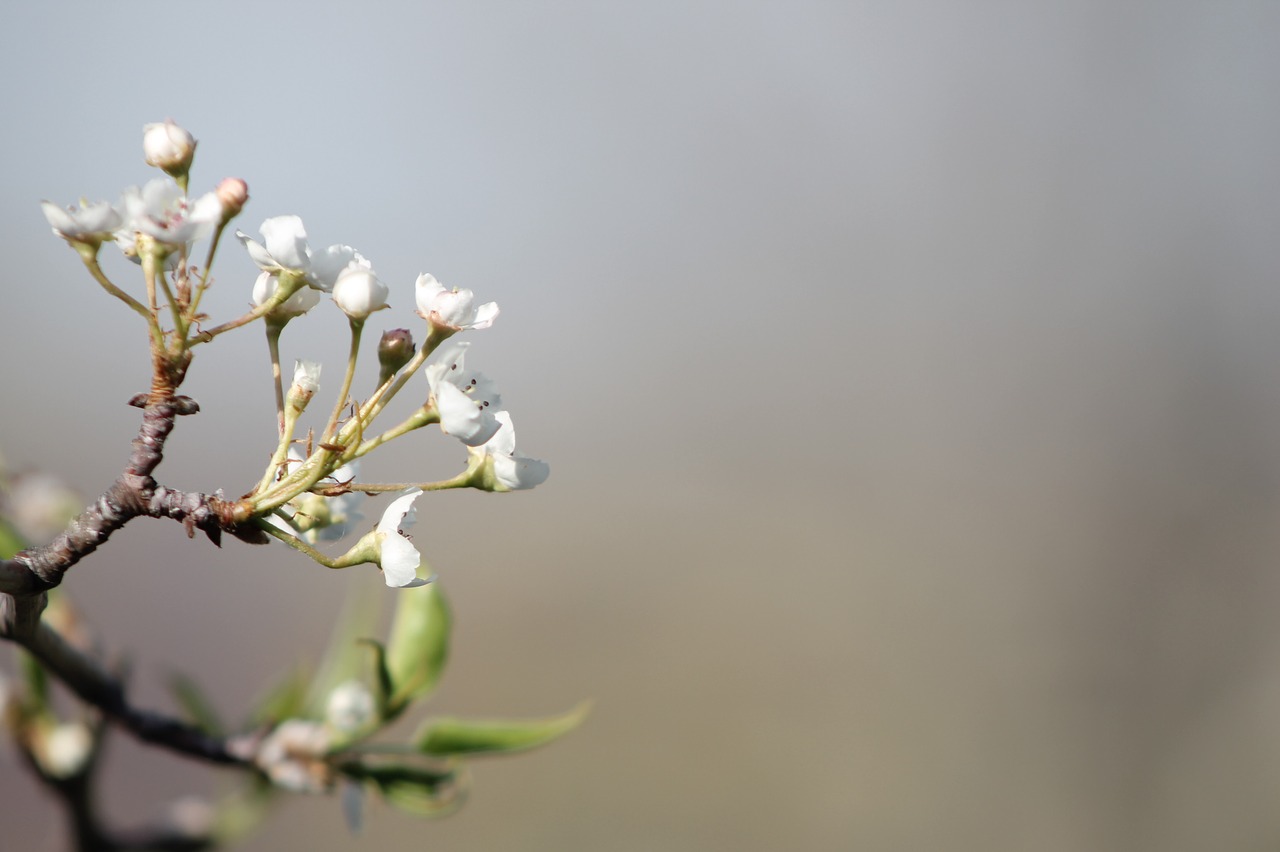 fruit tree  blossoms  spring free photo