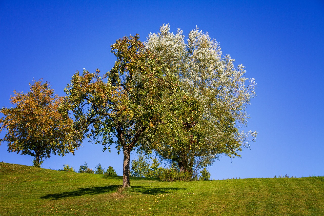 fruit tree  trees  nature free photo