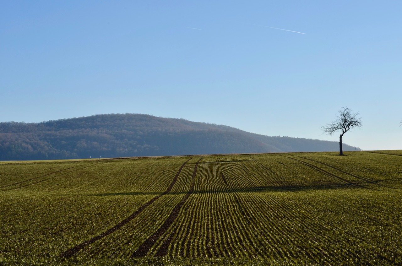 fruit tree  field  landscape free photo