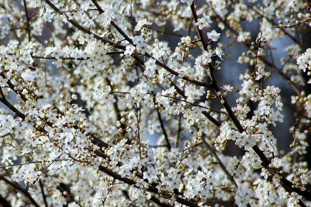 fruit tree  plum  flowering free photo