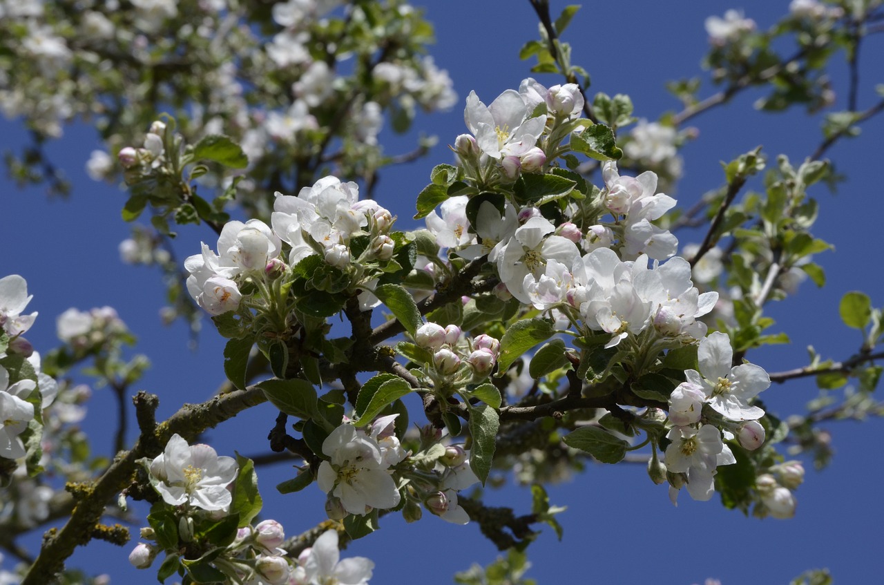 fruit tree  apple tree  blossom free photo