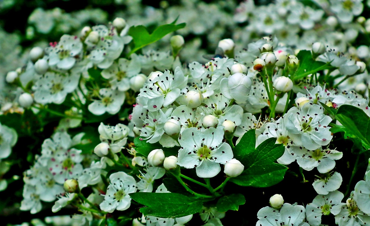 fruit tree  flowers  garden free photo