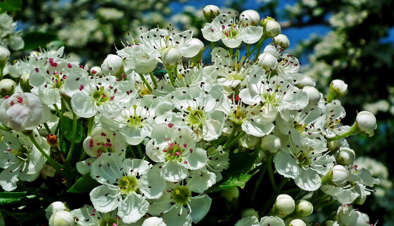 fruit tree  flowers  spring free photo