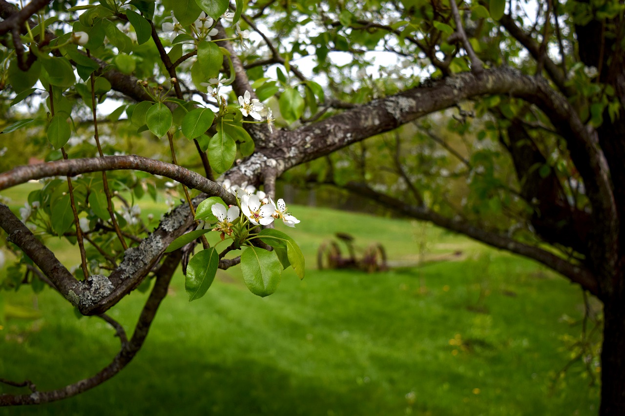 fruit tree  blossom  flower free photo