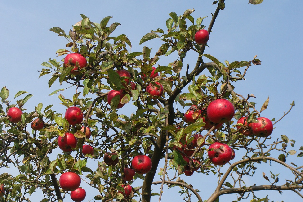 fruit tree apple tree autumn free photo