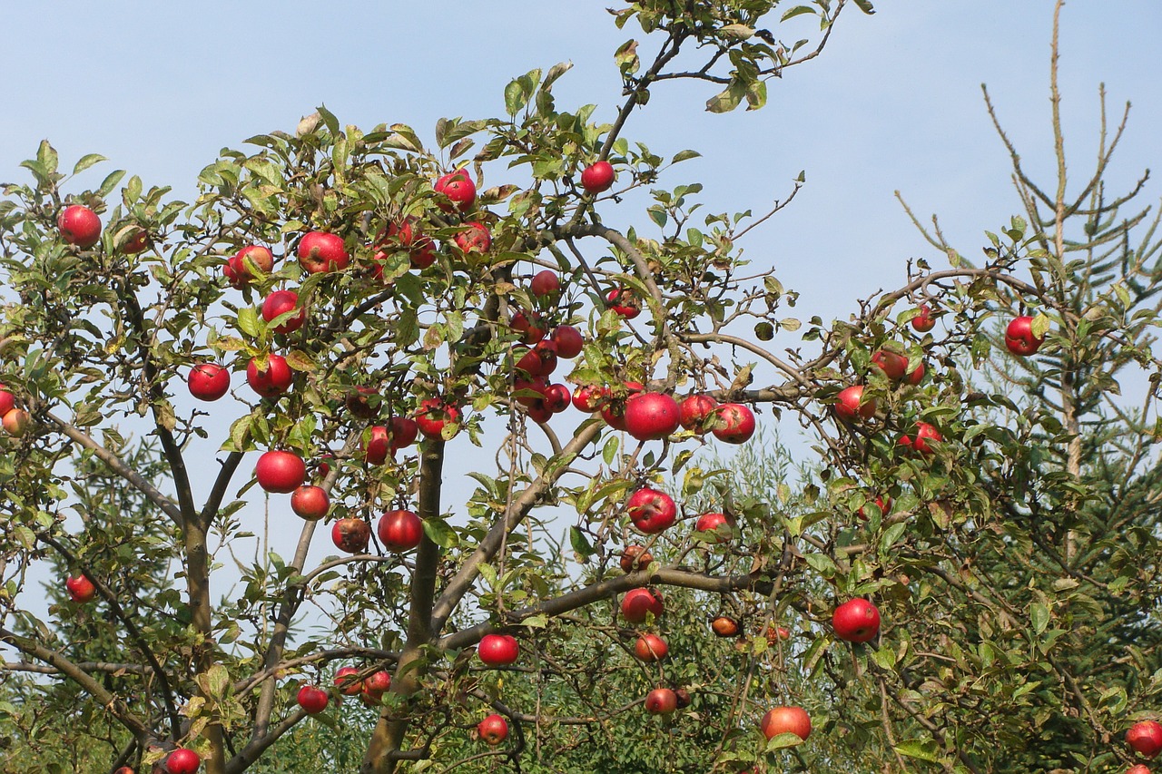 fruit tree apple tree autumn free photo