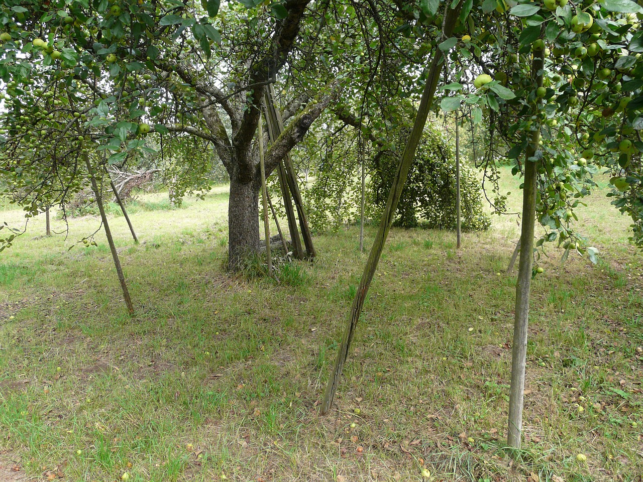 fruit tree orchard agriculture free photo