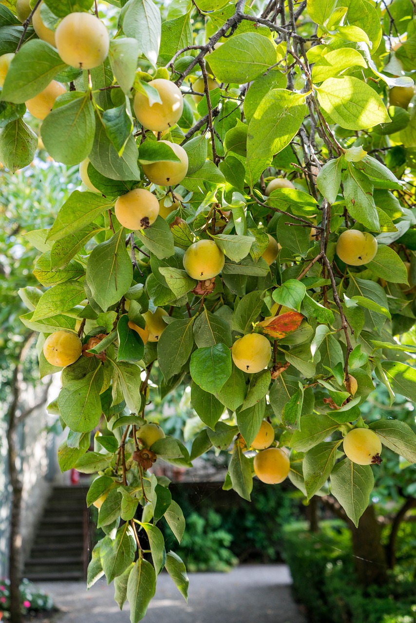 fruit tree yellow green free photo