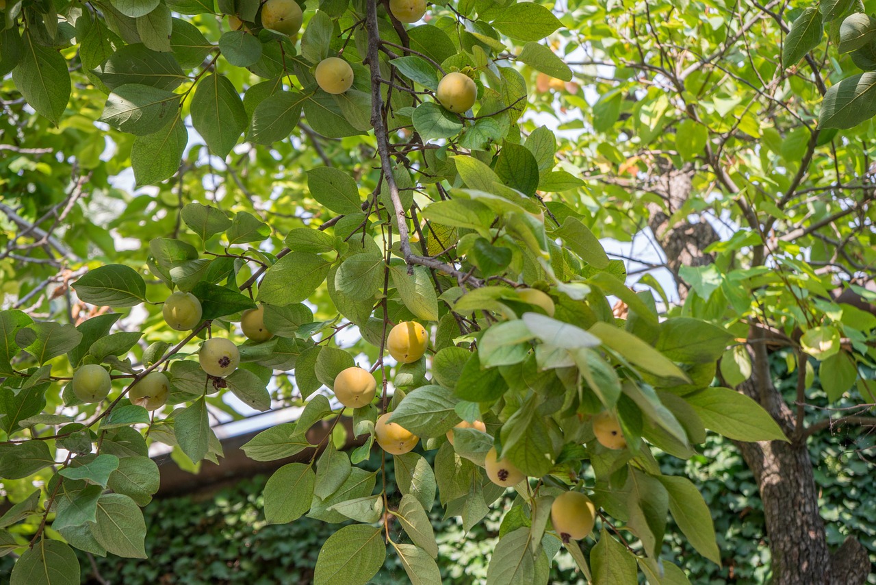 fruit tree yellow green free photo