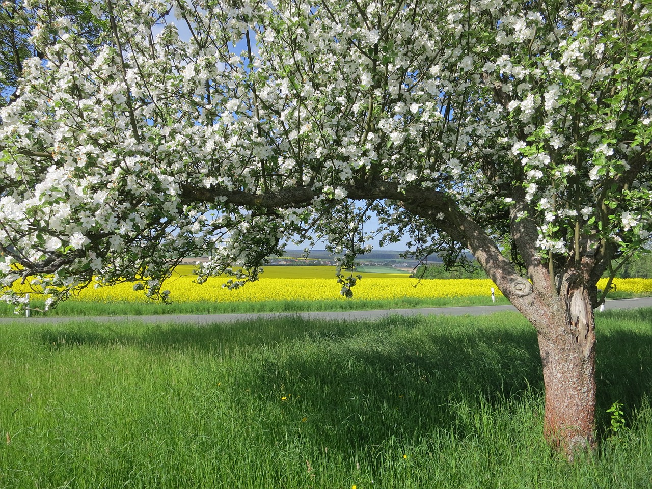 fruit tree blossoming tree spring free photo