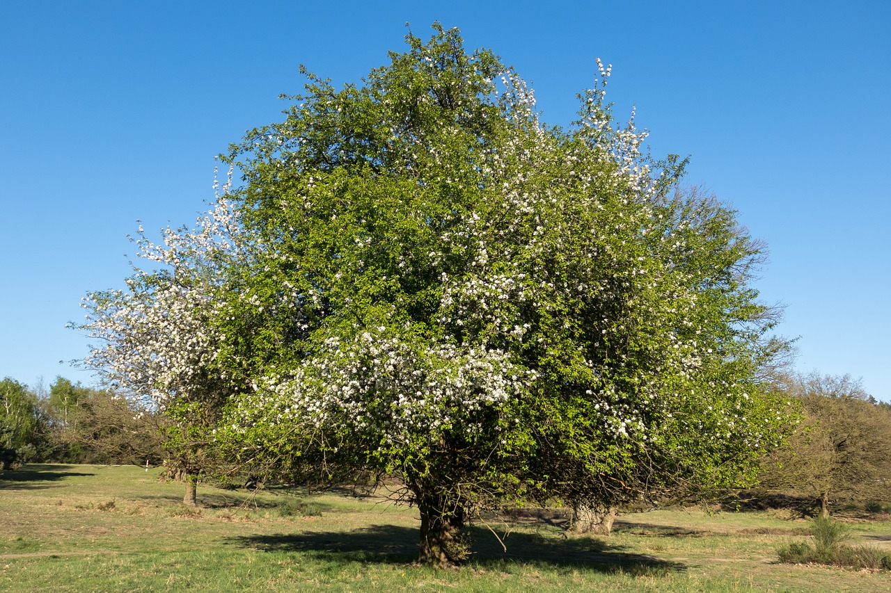fruit tree blossoming  apple blossom  apple tree free photo