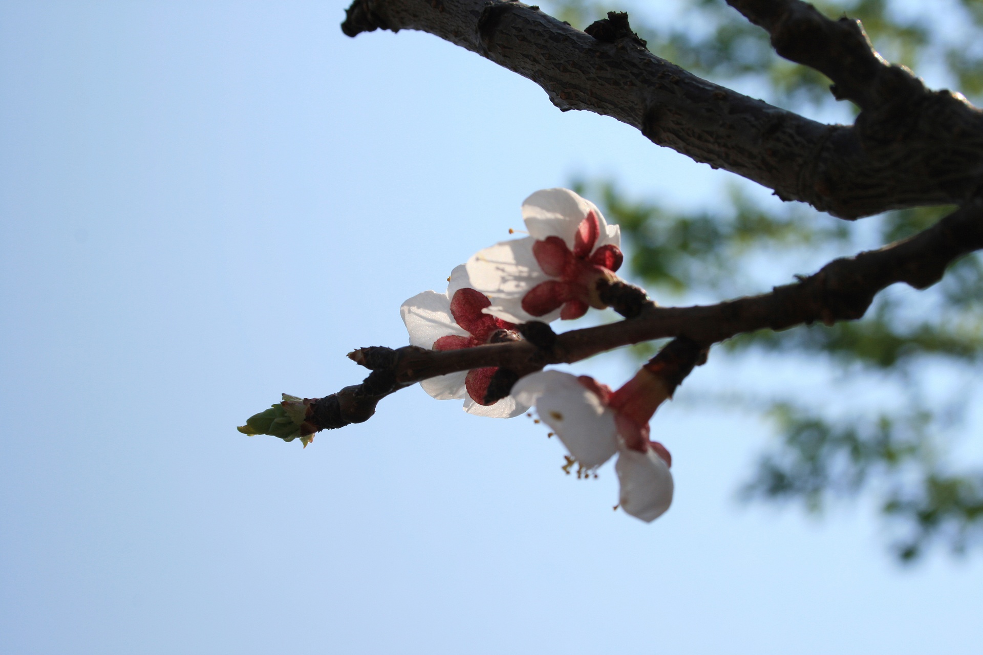 tree twig blossom free photo