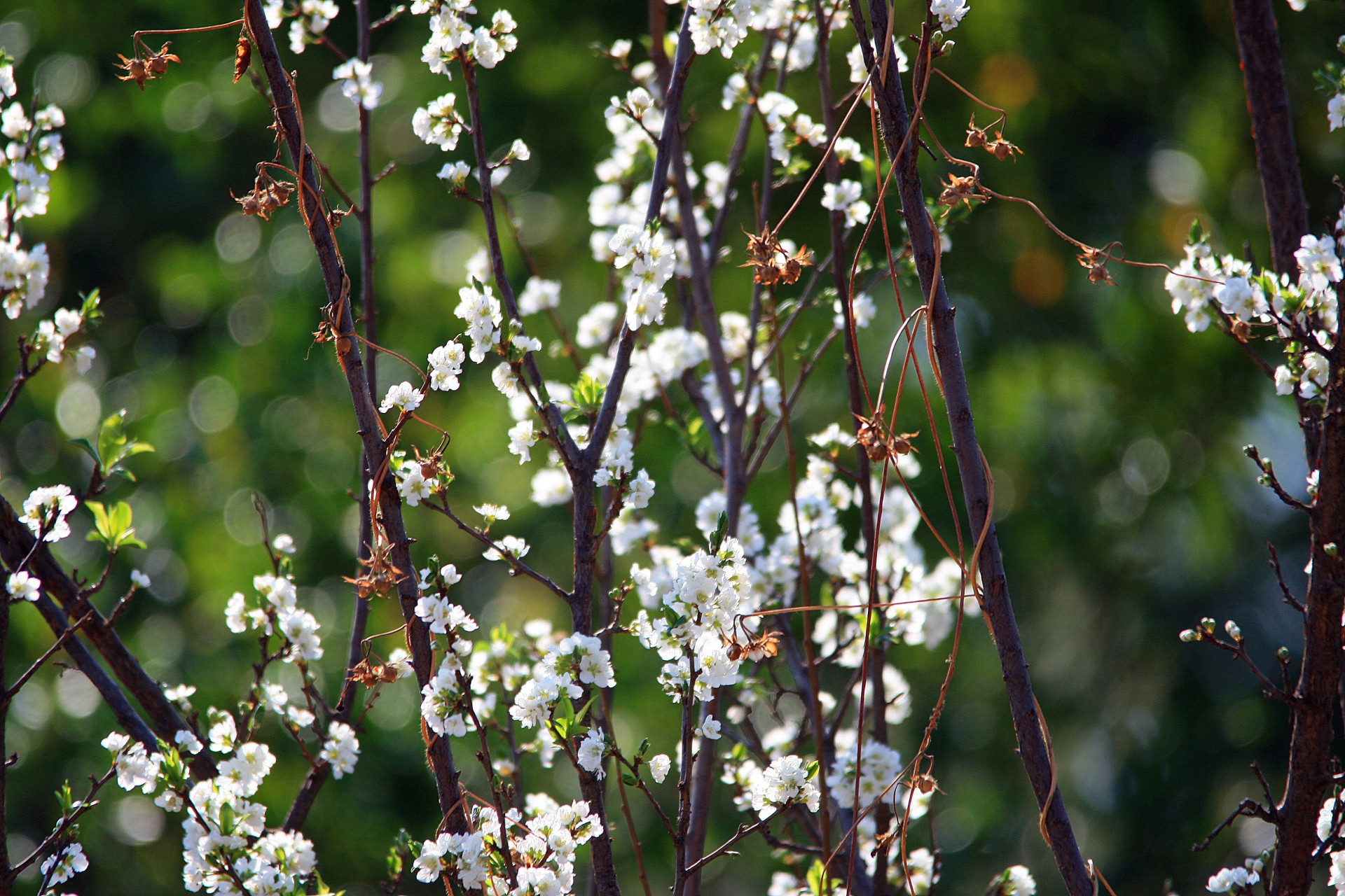 tree twigs blossoms free photo