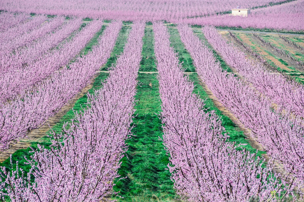 fruit trees color pink background free photo