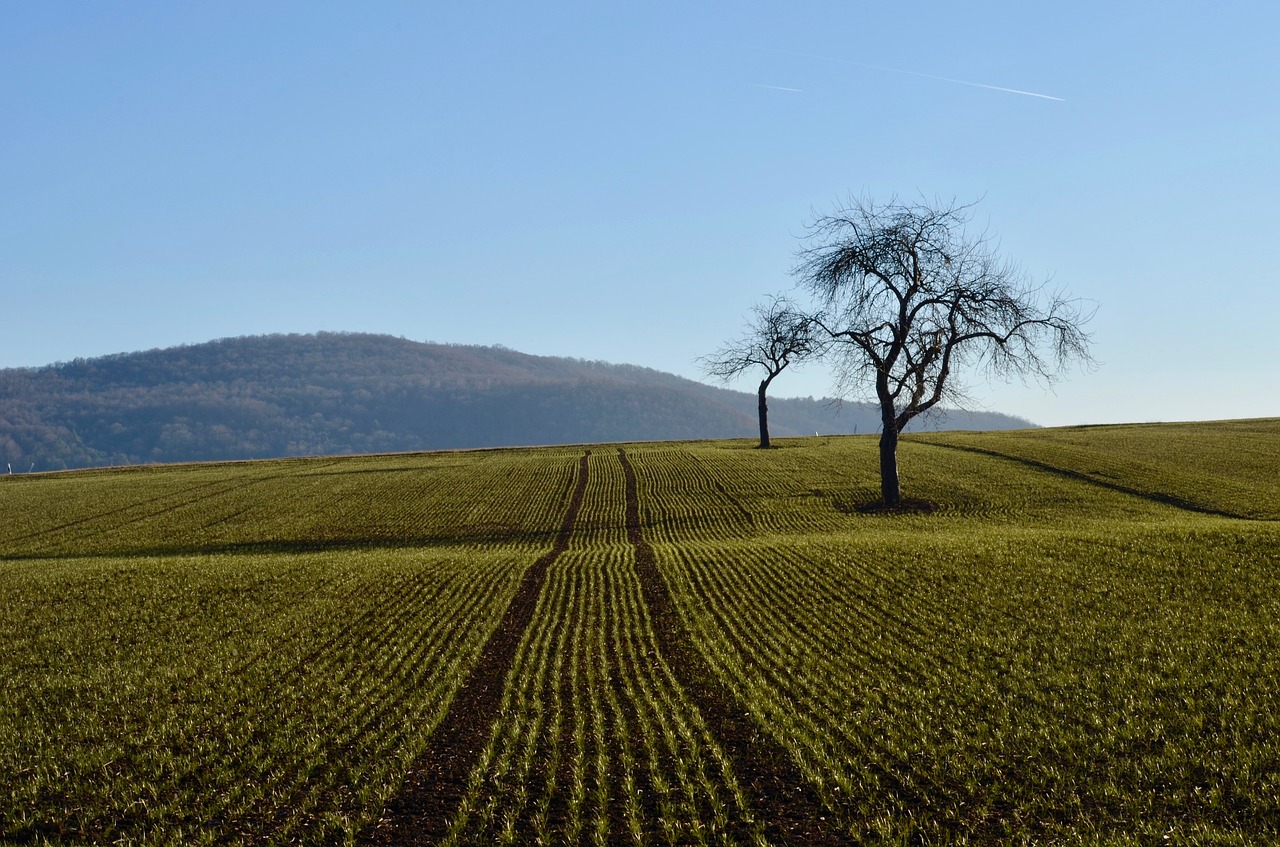 fruit trees  field  landscape free photo