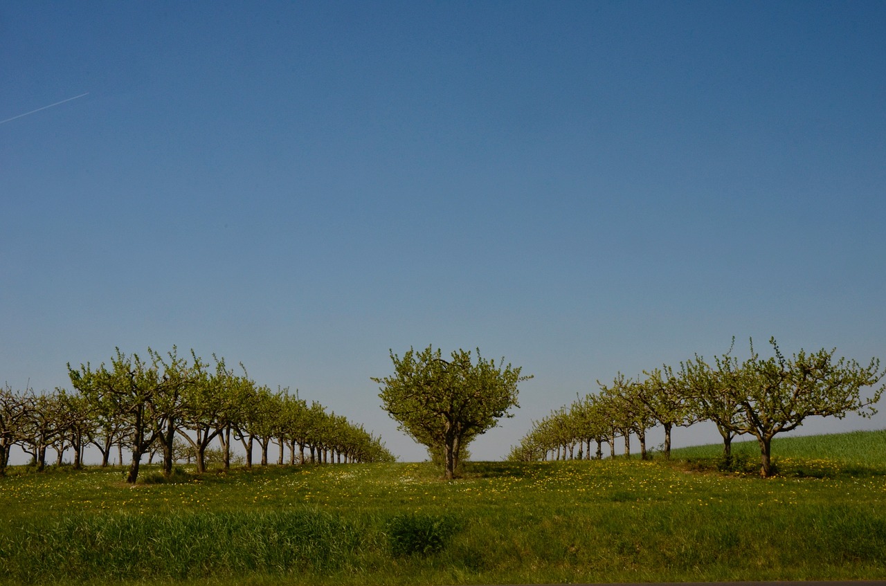 fruit trees  orchard  spring free photo