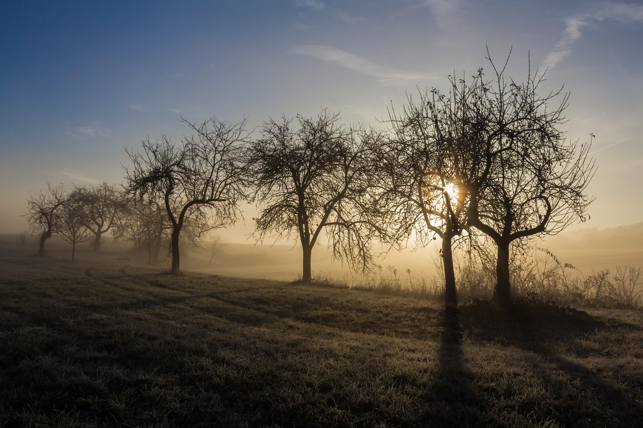 fruit trees morning dew free photo