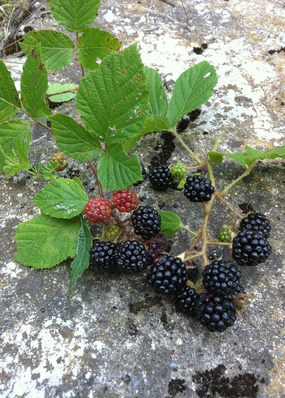 fruit wood nature fruit free photo