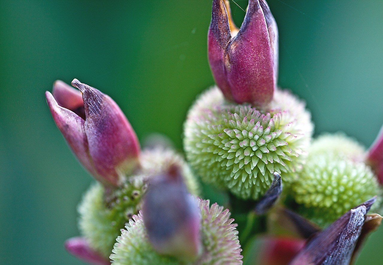 fruiting bodies flower kanna free photo