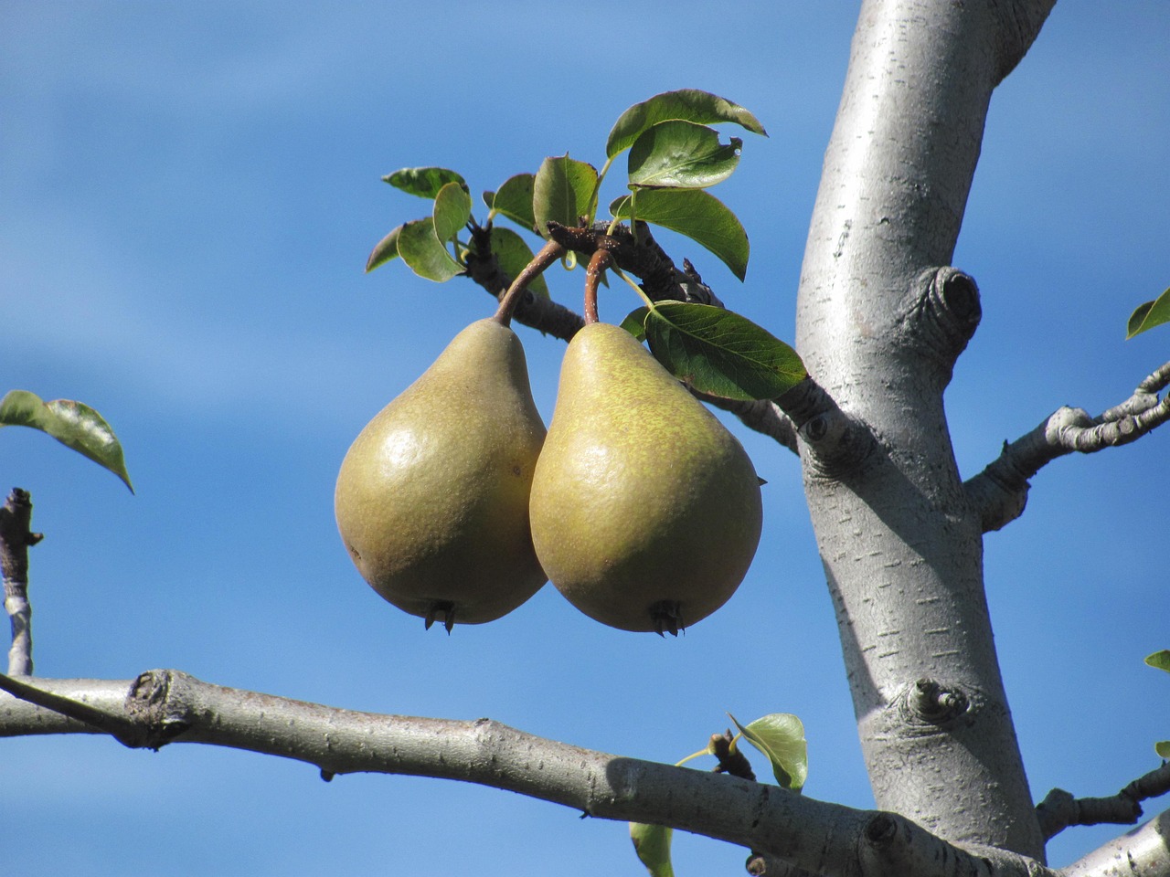 fruits pears pear free photo