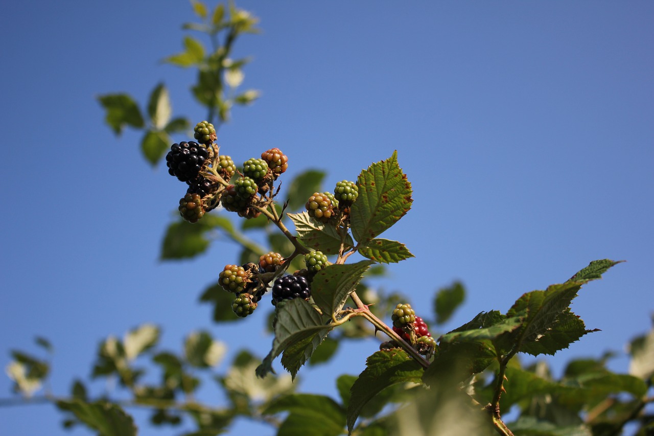 fruits plants blackberries free photo