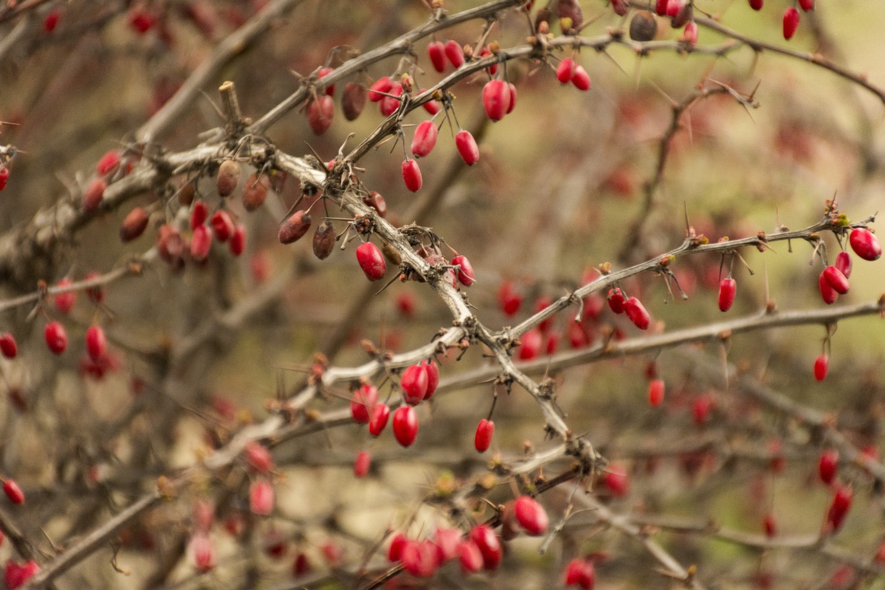 fruits autumn nature free photo