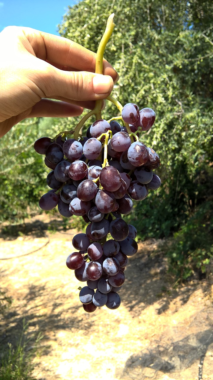 fruits fruit fresh free photo