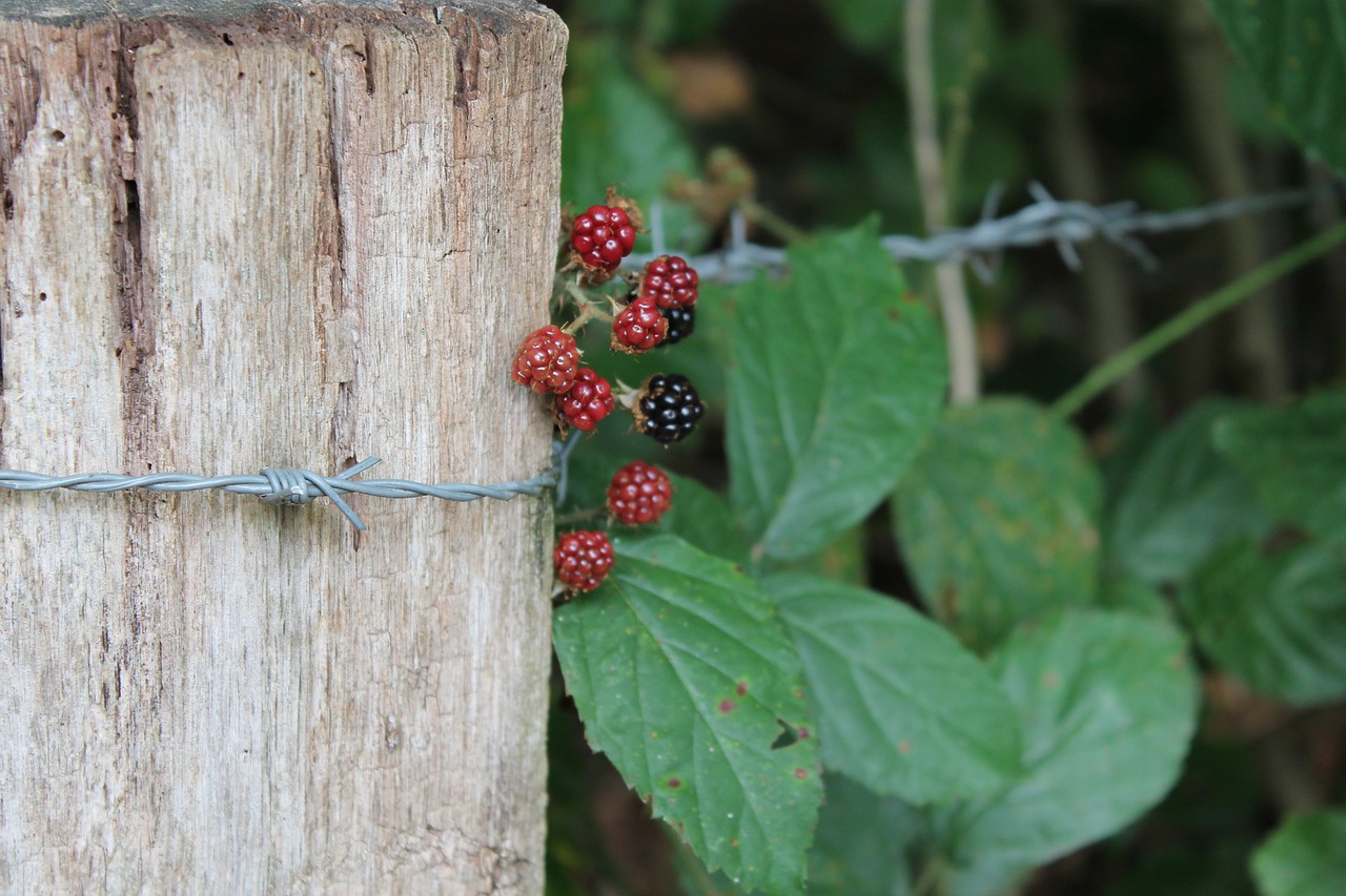 fruits autumn nature free photo