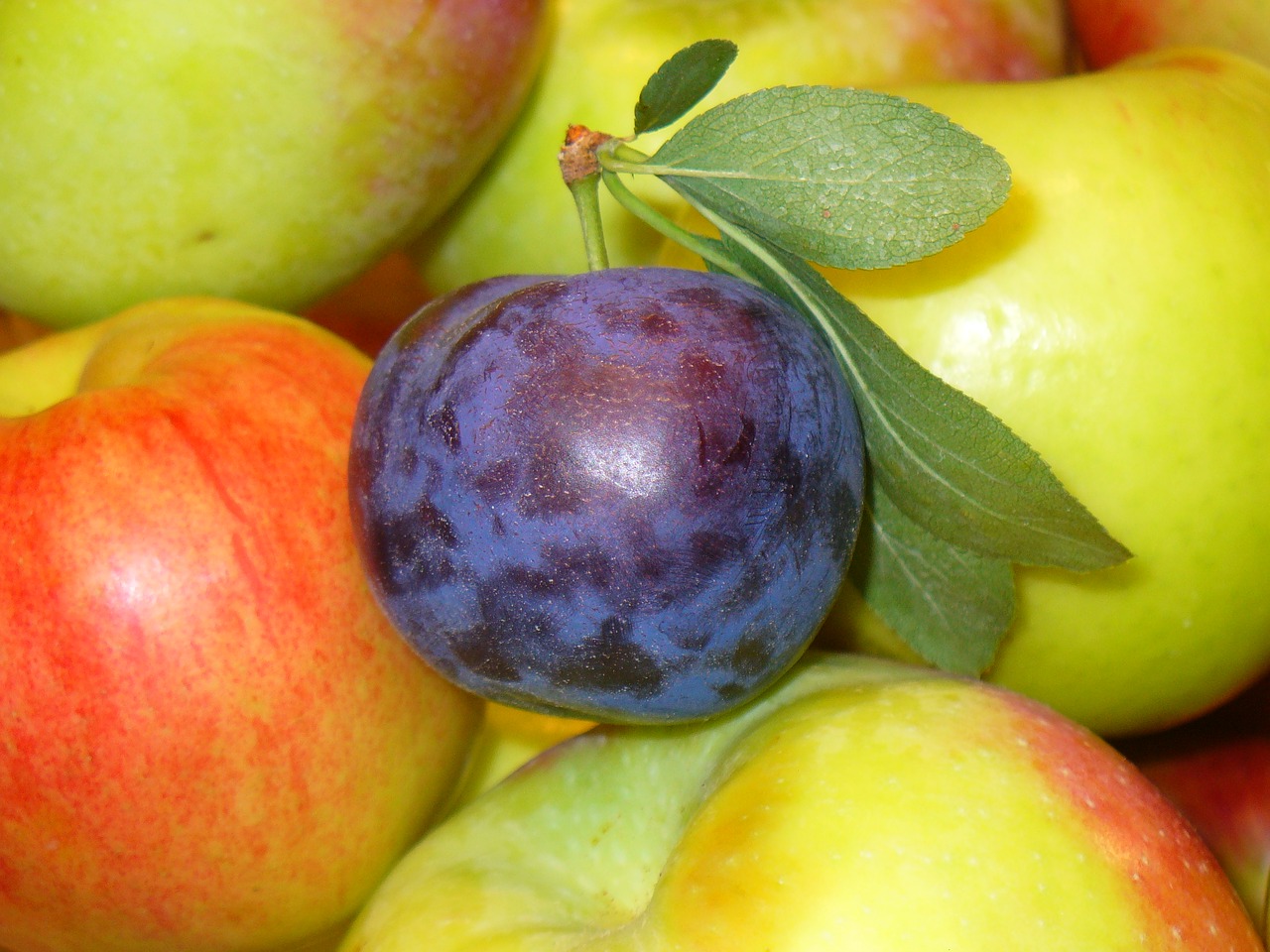 fruits prune apples free photo