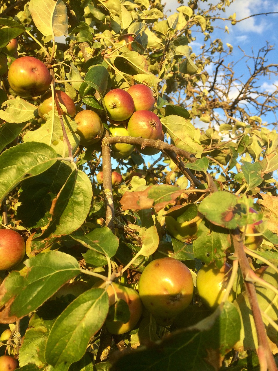 К чему снятся большие яблоки на дереве