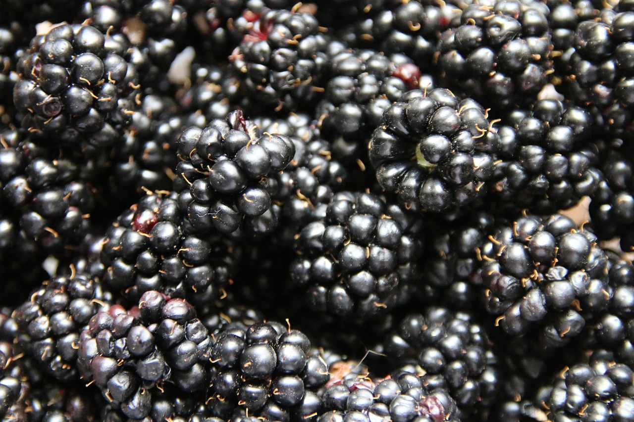 fruits berries blackberries free photo