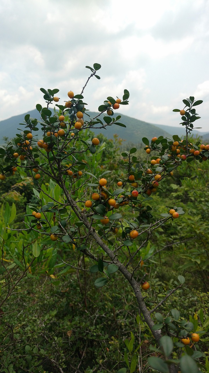 fruits tree hills free photo