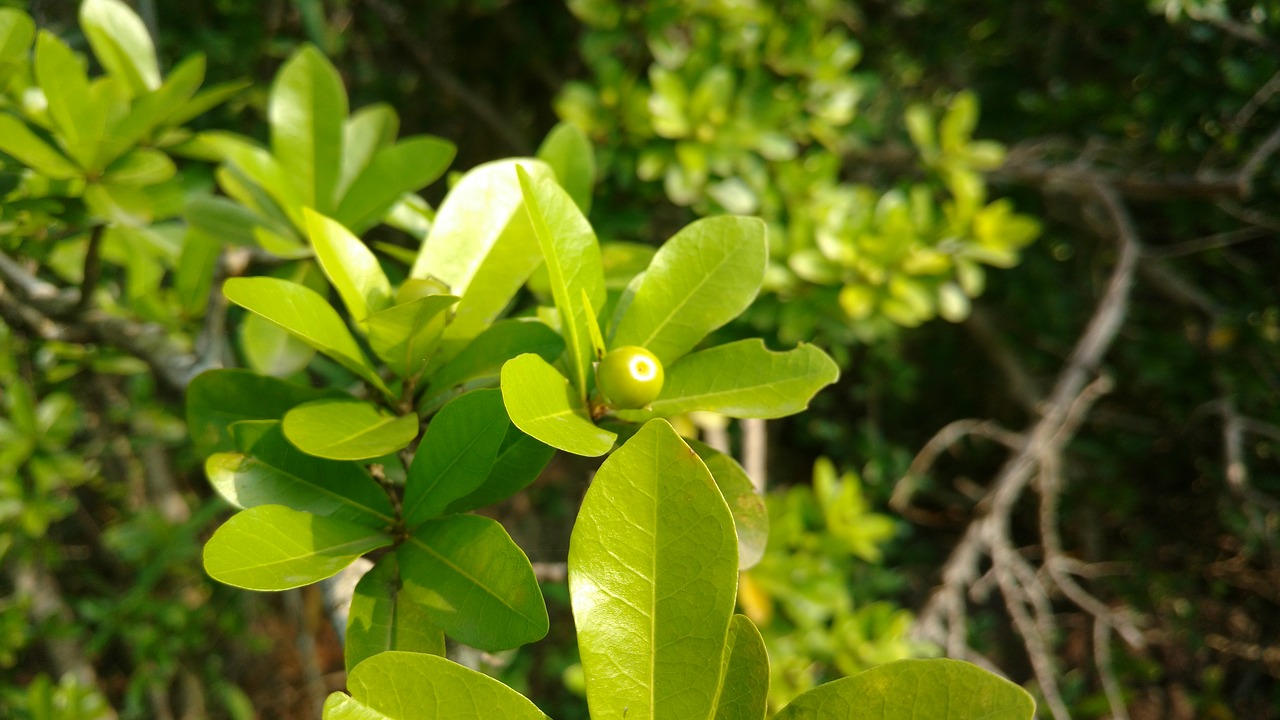 fruits plants leafs free photo