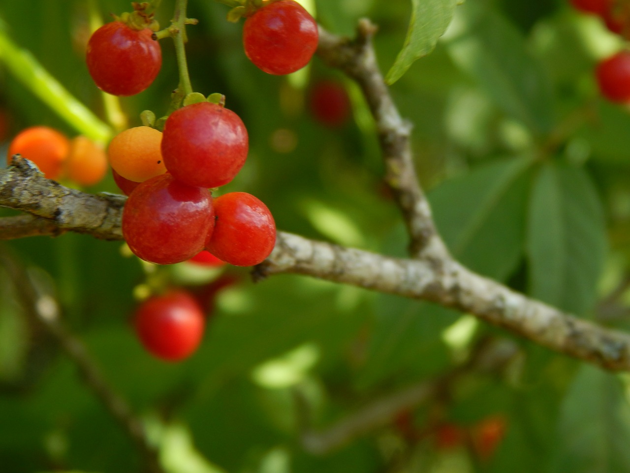 fruits red wild free photo