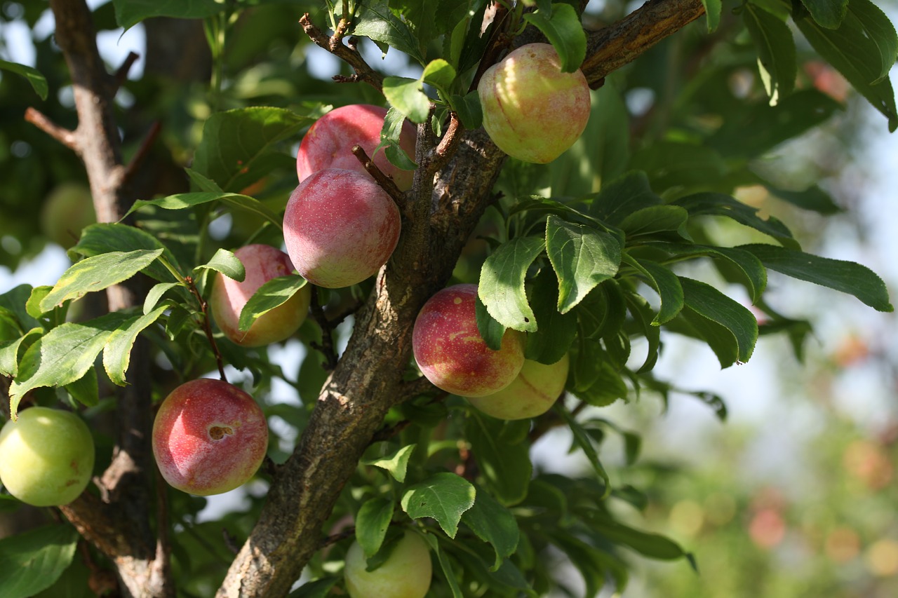 fruits trees garden free photo