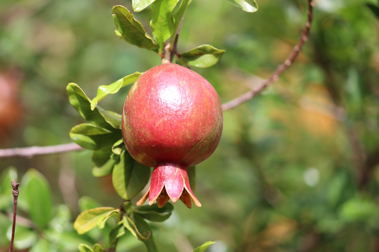 fruits garden pomegranate free photo