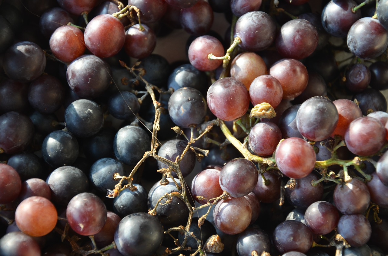 fruits nature black grapes free photo