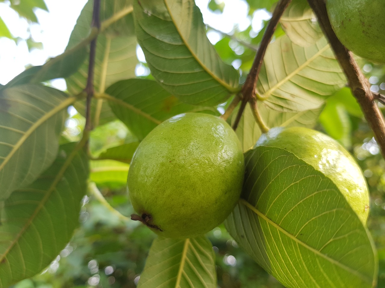 fruits green apple free photo