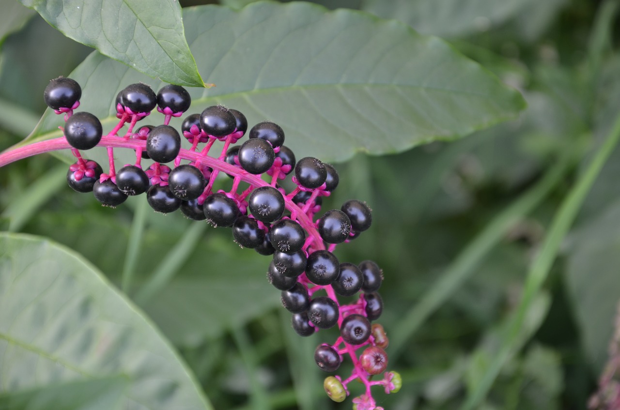 fruits of phytolacca american free photo