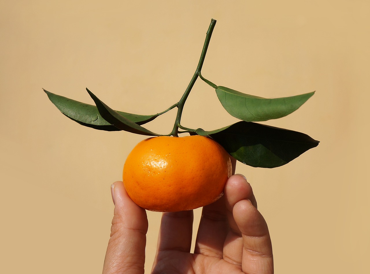 fruits food tangerines free photo